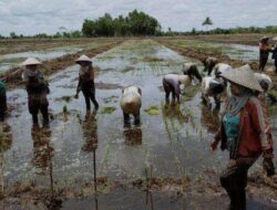 Pengembangan dan Maksimalkan Sektor Pertanian, Kalteng Siapkan Lahan 100 Ribu Hektare