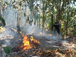 BNPB: Kejadian Bencana dalam 24 Jam Terakhir, Karhutla Masih Dominasi Laporan