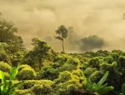 Sengketa Hutan Papua : Warga Nabire Adukan ‘Macetnya’ Penanganan Kemenhut ke Inspektorat