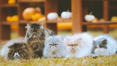 Fakta Tersembunyi Kucing Persia: Si Bulu Lebat yang Bikin Semua Orang Jatuh Hati!