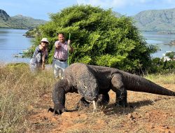 Gempuran Terhadap Ekosistem Komodo: Dari Baku Tembak di Taman Nasional Hingga Penyelundupan Jalur Laut