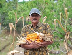 Pemkot Pontianak Panen Jagung Bersama Petani Guna Perkuat Ketahanan Pangan Daerah