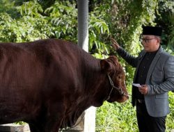Gabungan Bantuan Presiden dan ASN, Kurban Pemkab Kubu Raya Capai 23 Sapi