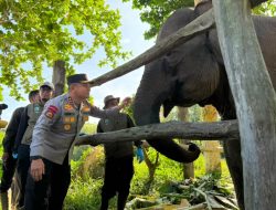 Kapolda Riau Irjen Herry Heryawan Berikan Nama Nona Seroja untuk Seekor Anak Gajah yang Baru Lahir di Tesso Nilo