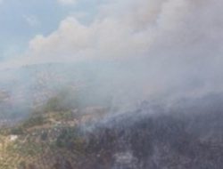 Kebakaran Hutan Italia Diduga Sengaja Dipicu dengan Kucing, Modus Keji Ini Bikin Geger