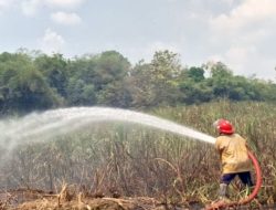 Empat Hektare Perkebunan Tebu Hangus Dilahap Api Akibat Kebakaran Lahan di Sragen