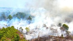 Soroti Perintah Pencabutan Perda Pembukaan Lahan, DPW PURBAYA Indonesian Kalbar: Perlu Kajian Menyeluruh