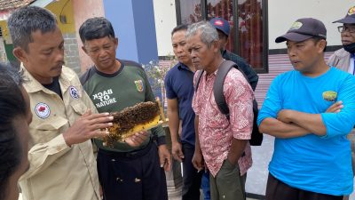 Komite Gabungan Mitigasi dan Penanganan Interaksi Negatif Gajah Sumatra Taman Nasional Way Kambas (TNWK) Lampung, adopsi pembangunan pagar sarang lebah dari Afrika. (FAKTANASIONAL/HO).