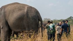 Pengelolaan gajah di Pusat Konservasi Gajah (PKG) Taman Nasional Way Kambas, Lampung Timur, Lampung gandeng ahli konservasi Thailand. (FAKTANASIONAL/HO).