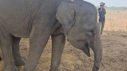 Erin, gajah yang bertahan hidup dengan menggunakan belalai buntung di Way Kambas. (FAKTANASIONAL/HO).