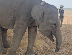 Sepuluh Tahun Dihantui Jerat Pemburu, Kisah Pilu Gajah Erin Bertahan Hidup dengan Belalai Buntung di Way Kambas