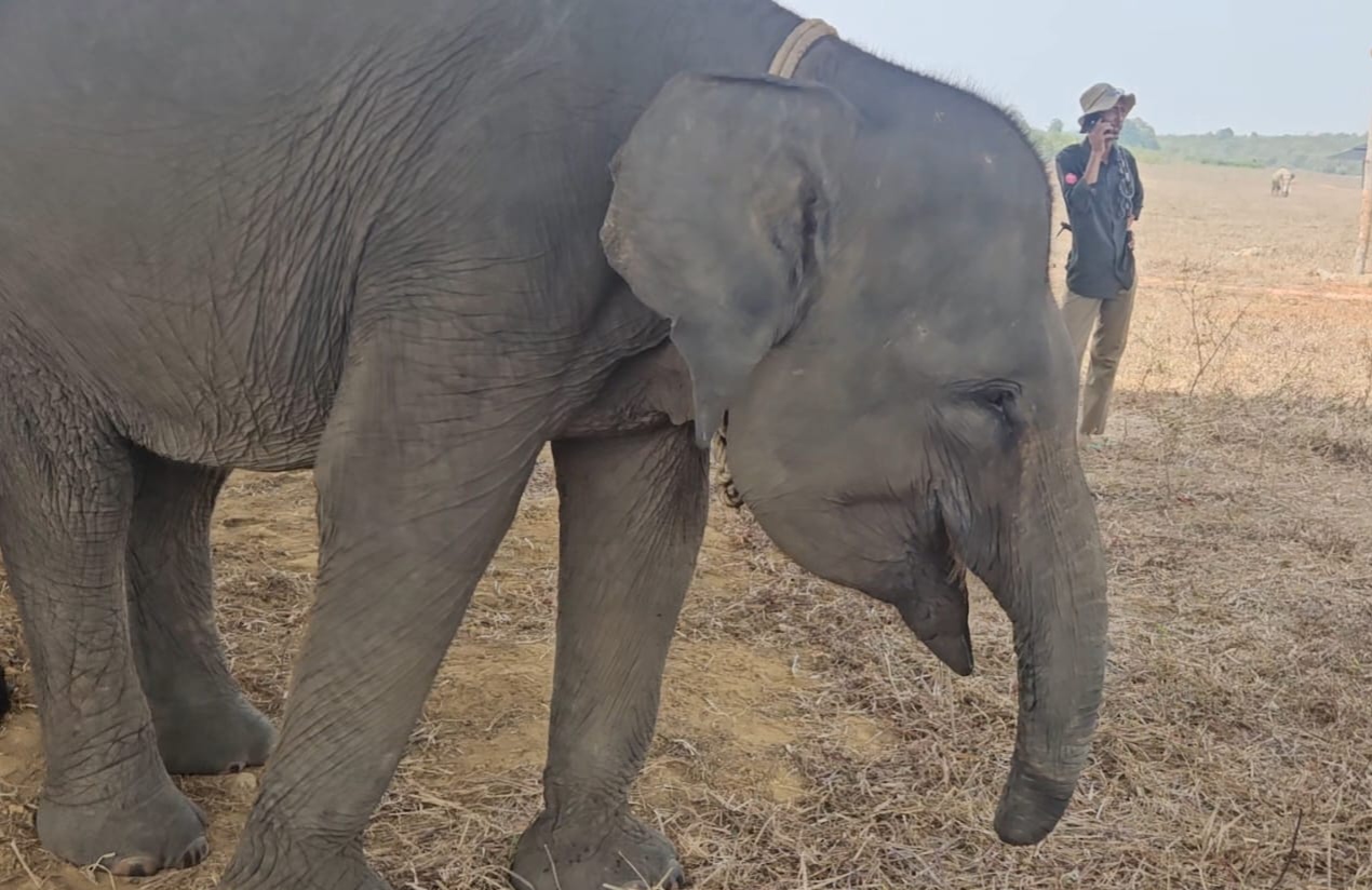 Erin, gajah yang bertahan hidup dengan menggunakan belalai buntung di Way Kambas. (FAKTANASIONAL/HO).