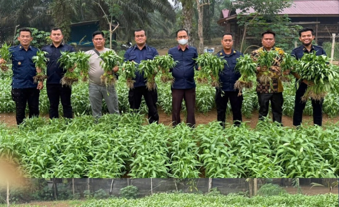 Lapas Muara Tebo dukung ketahanan pangan melalui program pembinaan panen sayur. (FAKTANASIONAL/HO).