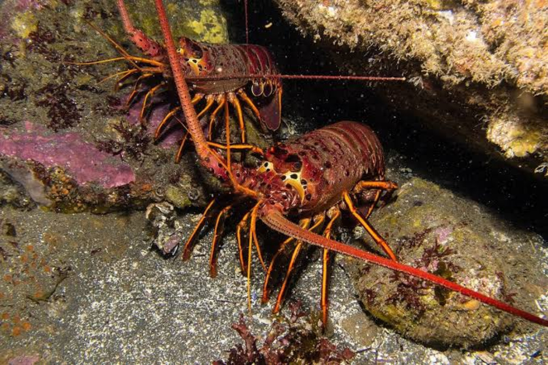 Tiga Pelaku Dibekuk, Penyelundupan Lobster Rp19,2 Miliar Digagalkan