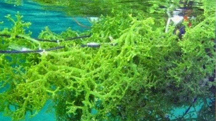 Turunkan Kolesterol, Ini Lima Manfaat Rumput Laut untuk Kesehatan