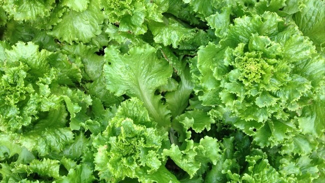 Sumber Nutrisi, Ini Tiga Manfaat Selada untuk Kesehatan Tubuh