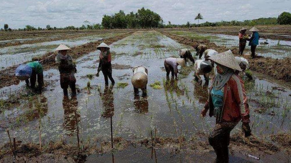 Pengembangan dan Maksimalkan Sektor Pertanian, Kalteng Siapkan Lahan 100 Ribu Hektare