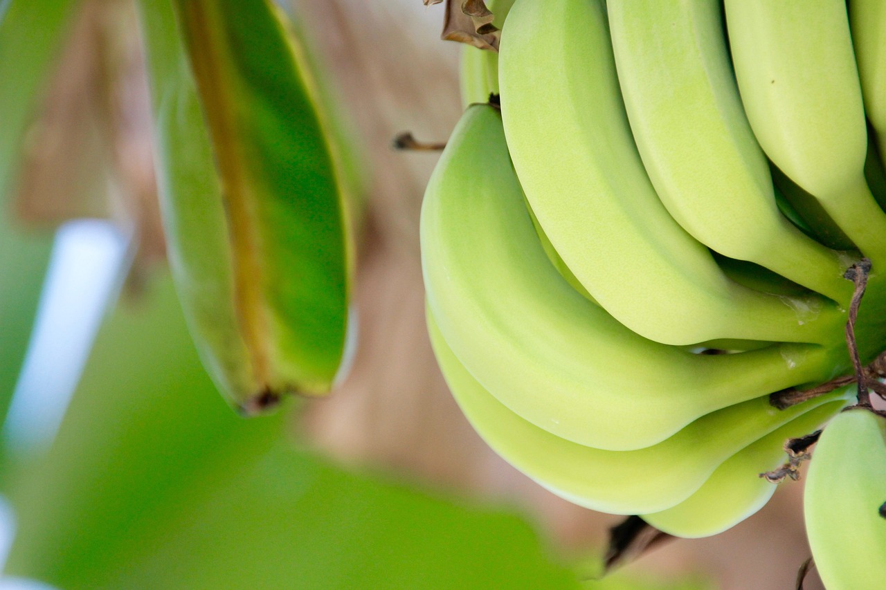 Salah Satunya Pisang Hijau, Ini Deretan Asupan Bisa Memperpanjang Umur