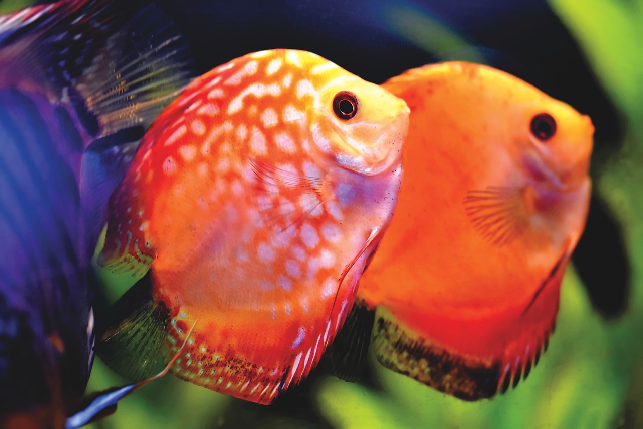 Begini Tips Merawat Ikan Hias Agar Sehat dan Tetap Indah