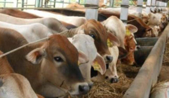 Sapi Impor Australia Dipastikan Bebas Penyakit PMK