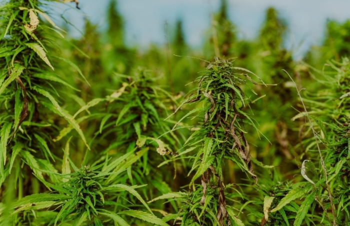 Polisi Gerebek 3 Hektare Ladang Ganja di Perbukitan Empat Lawang