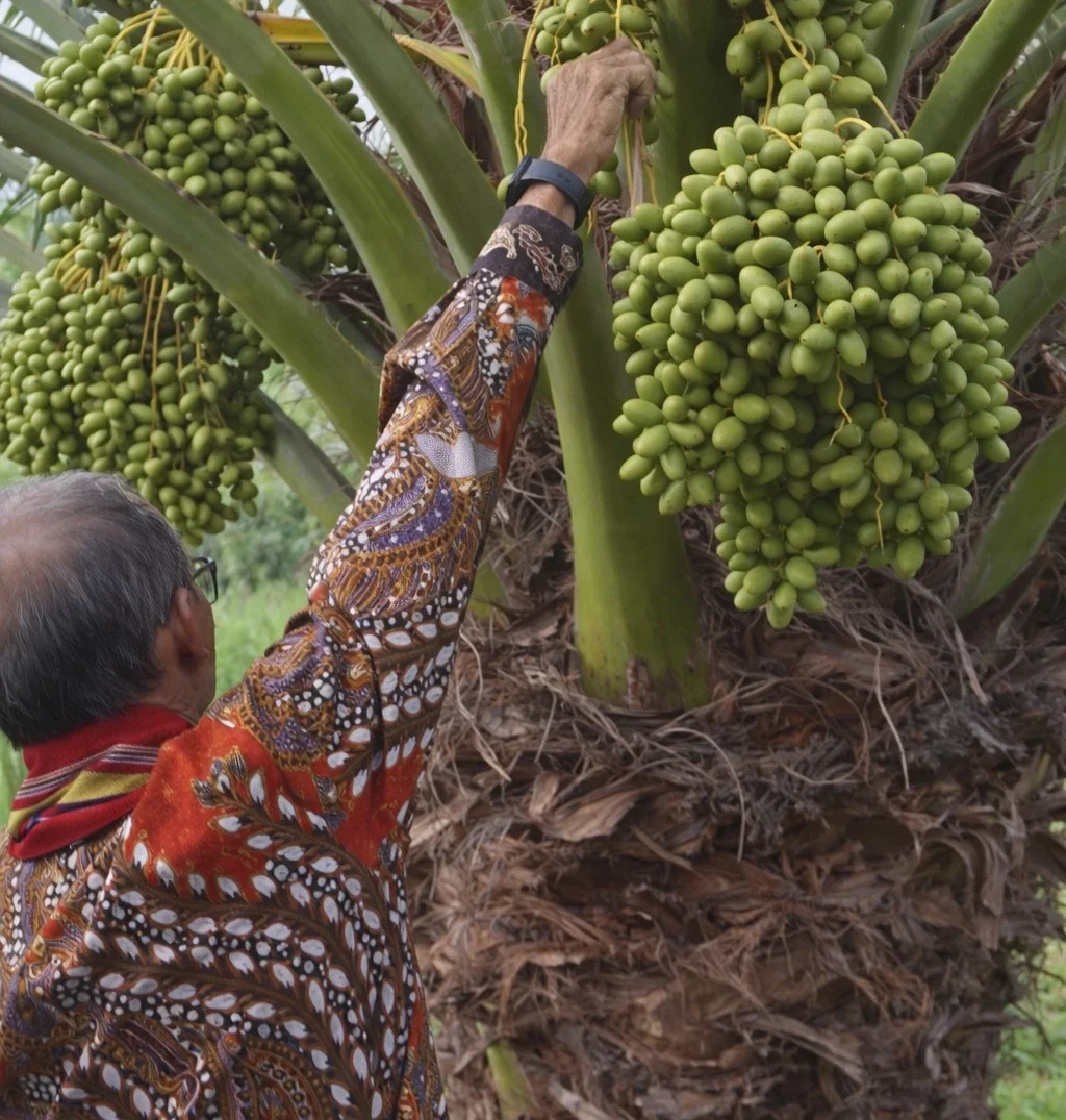Mengintip Perkembangan Kebun Kurma di Indonesia
