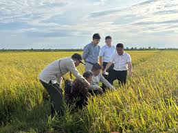 Perkuat Ketahanan Pangan, RI-Tiongkok Kolaborasi Produksi Padi di Salor Merauke
