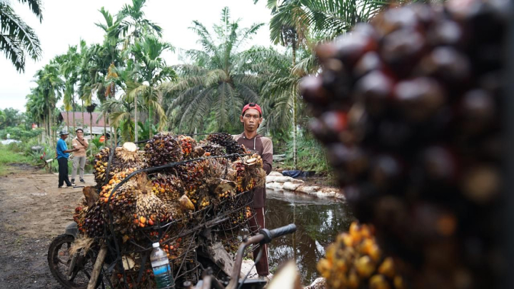 Pemerintah Wajibkan Standar ISPO, Sawit Indonesia Maksimalkan Hilirisasi