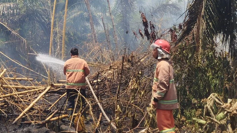 Waspada Kemarau Panjang 2026, Menteri Kehutanan Ingatkan Masyarakat Tak Bakar Lahan