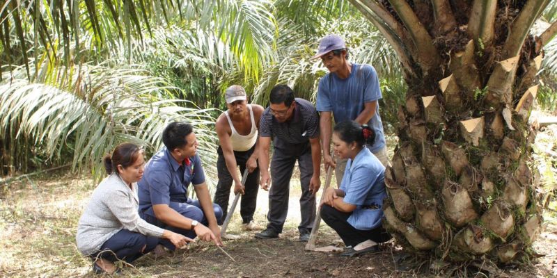 PalmCo Pimpin Pendampingan Replanting Sawit Nasional, Kawal 6.672 Hektare Lahan Rakyat