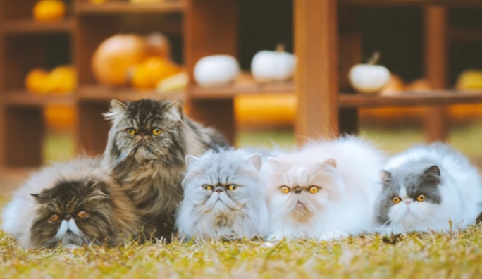 Fakta Tersembunyi Kucing Persia: Si Bulu Lebat yang Bikin Semua Orang Jatuh Hati!