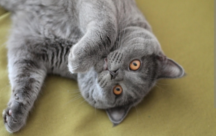 Terungkap! Rahasia Pesona Kucing British Shorthair, Benarkah Bukan Asli Inggris?