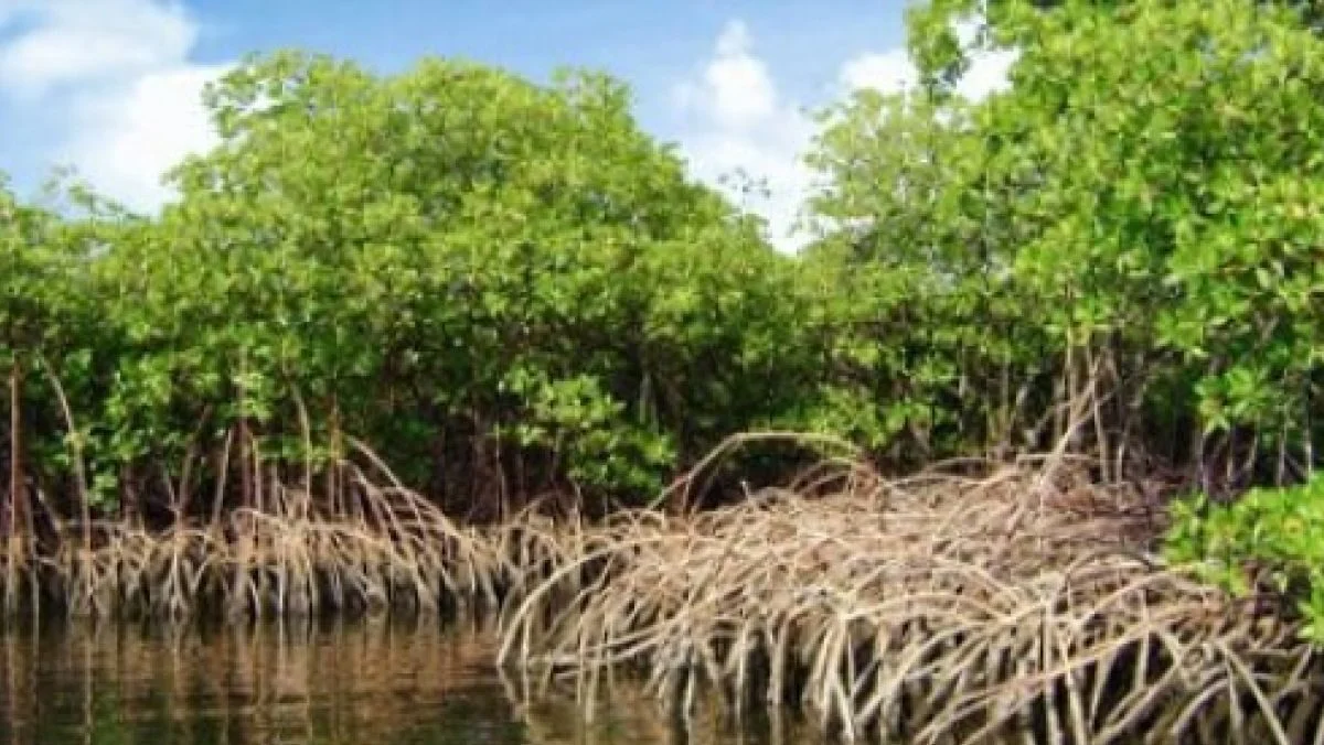 Dugaan Jual Beli 400 Hektar Lahan Mangrove: Kades Kubu Dipanggil Polda Kalbar