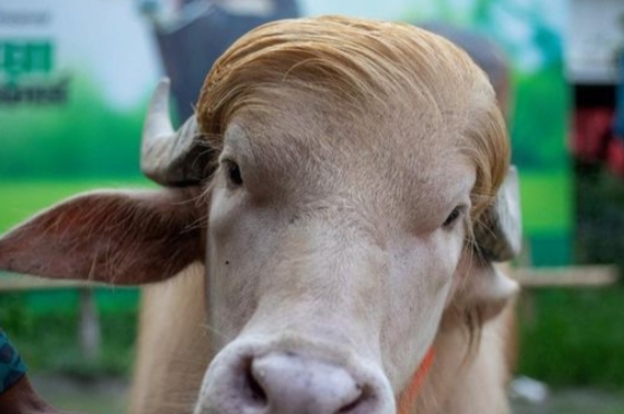 Viral Mirip Rambut Donald Trump, Kerbau Albino Langka Selamat dari Ritual Kurban