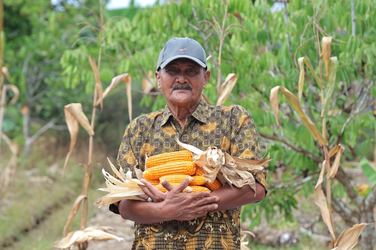 Pemkot Pontianak Panen Jagung Bersama Petani Guna Perkuat Ketahanan Pangan Daerah