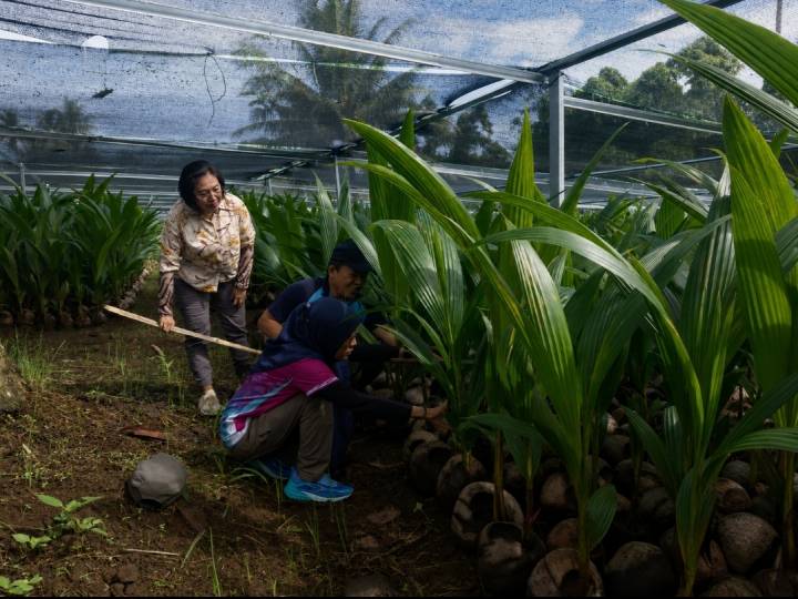 Rampung Diverifikasi, Kementan Pastikan 39.861 Bibit Kelapa di Sulut Sehat dan Siap Salur ke Petani