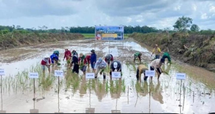 Kejar Target Swasembada, Kementan Genjot Gerakan Tanam Serentak 50 Ribu Hektare di 25 Provinsi
