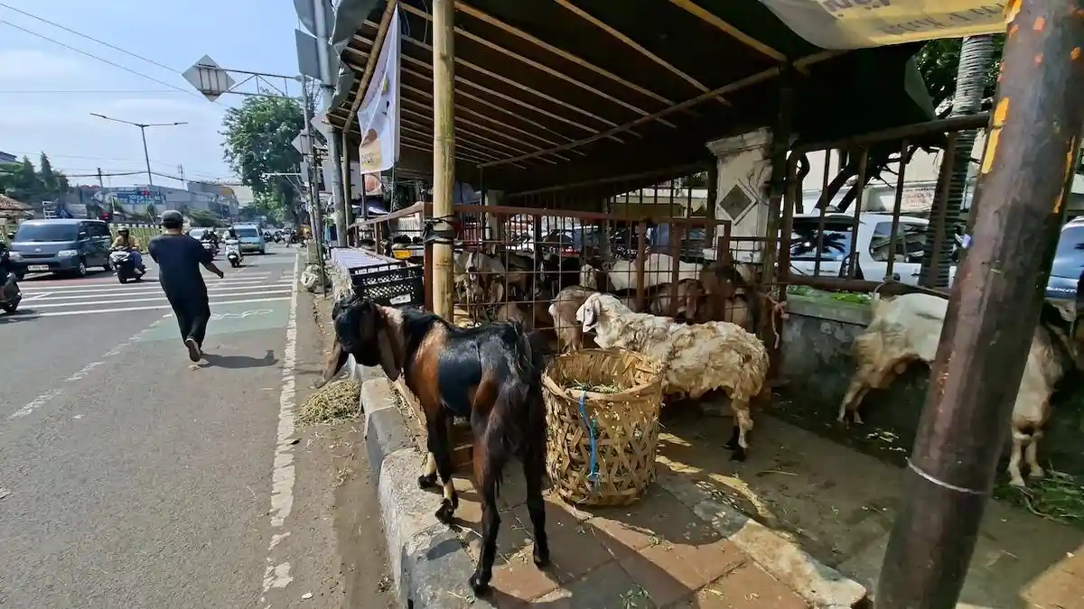 Trotoar dan Halte di Tanah Abang Mulai Dipadati Lapak Hewan Kurban Musiman