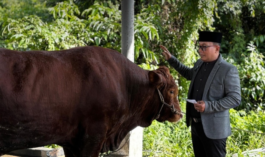 Gabungan Bantuan Presiden dan ASN, Kurban Pemkab Kubu Raya Capai 23 Sapi