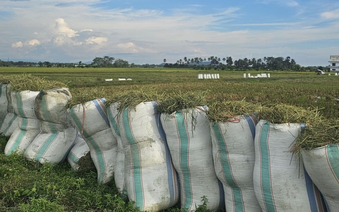 Anggaran Irigasi Dipangkas 61 Persen, Target Swasembada Pangan Pemerintah Dinilai Terancam