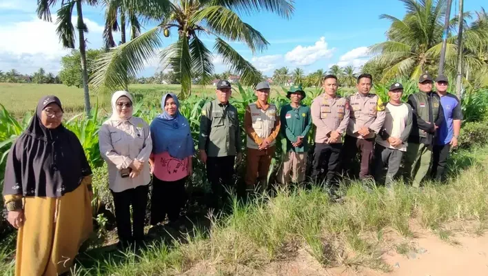 Jagung Hibrida Jadi Andalan Program Ketahanan Pangan di Desa Sungai Batang
