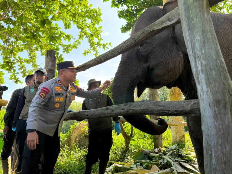 Kapolda Riau Irjen Herry Heryawan Berikan Nama Nona Seroja untuk Seekor Anak Gajah yang Baru Lahir di Tesso Nilo