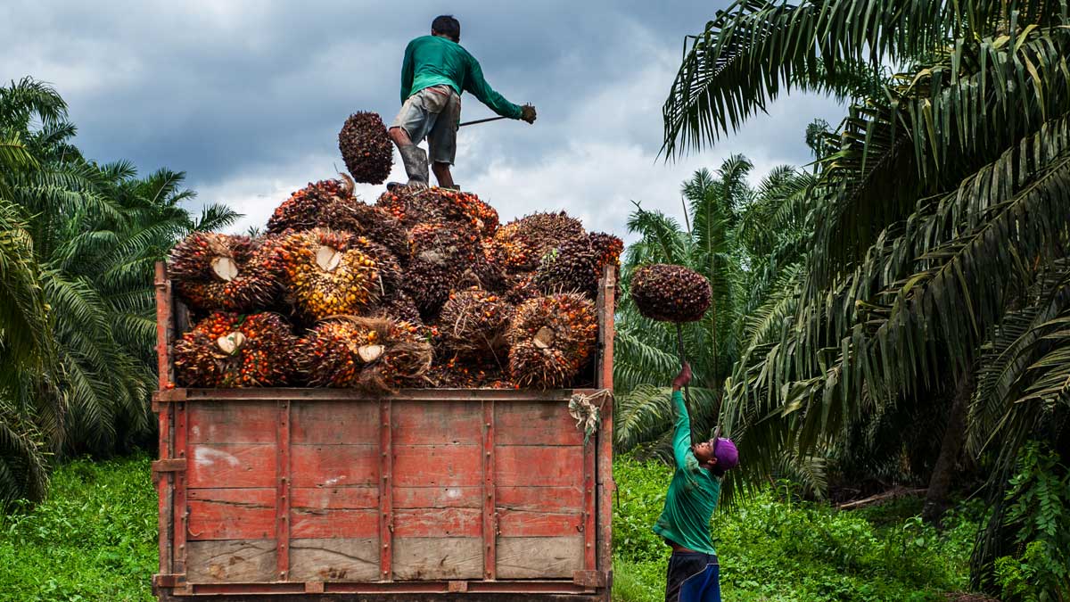 Pangkas Impor BBM, Pertamina Genjot Pemanfaatan Sawit dan Limbah TKS untuk Bioenergi