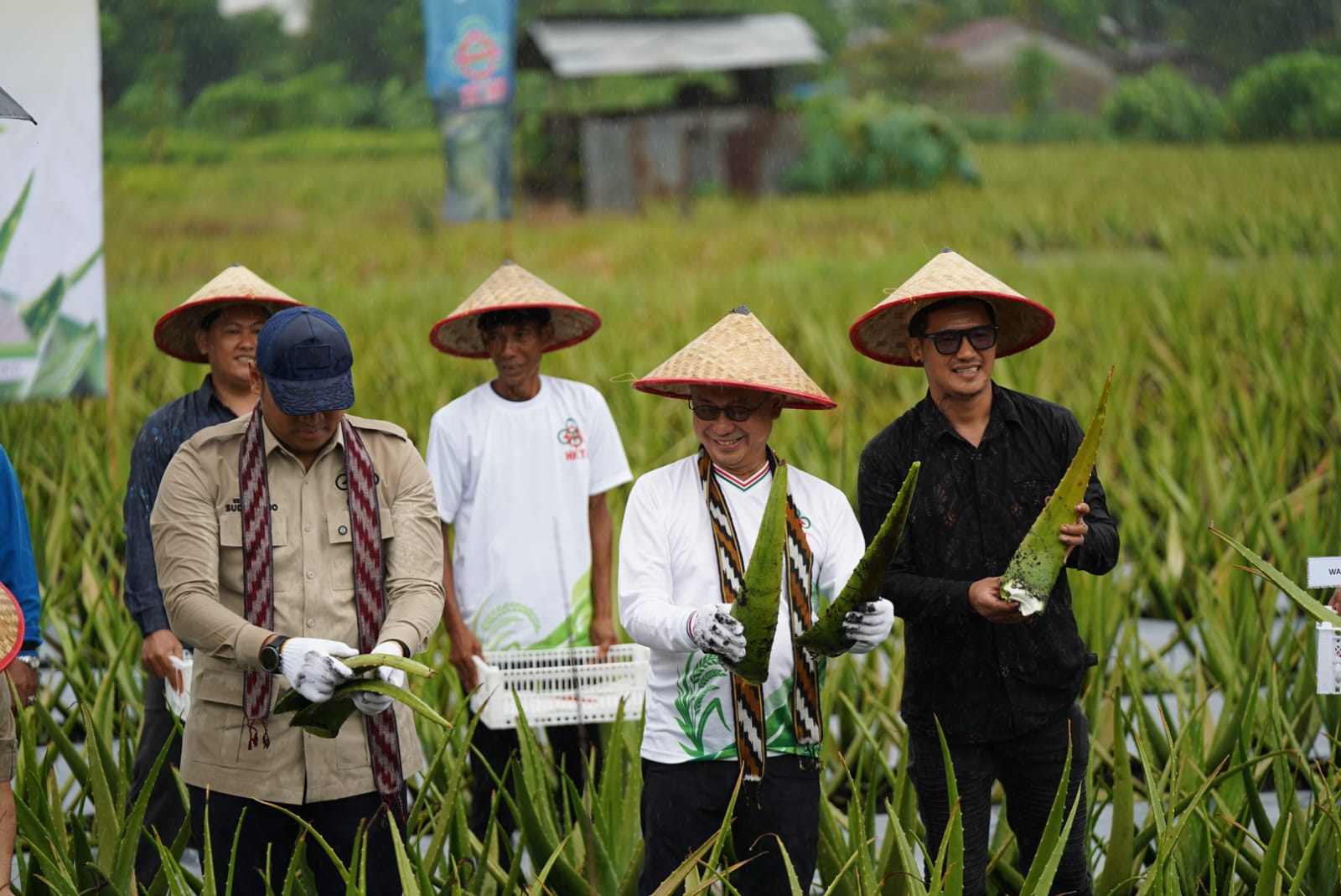 Lahan Pertanian di Pontianak Menyusut Kawasan Utara Dipertahankan untuk Komoditas Hortikultura