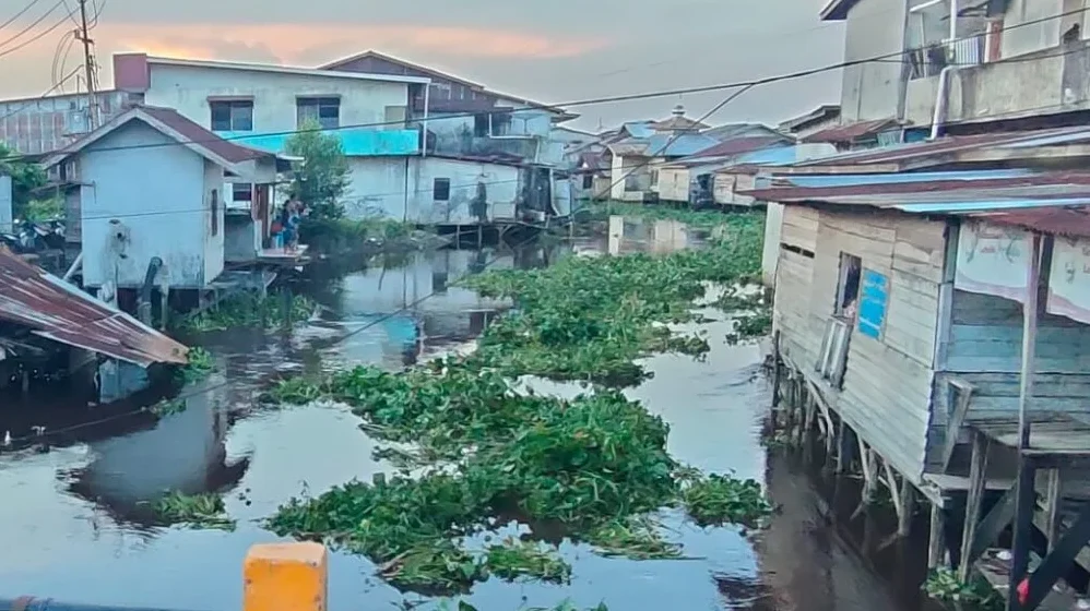 Tumpukan Tumbuhan Kumpai dan Eceng Gondok Penuhi Aliran Sungai Pinyuh Mempawah