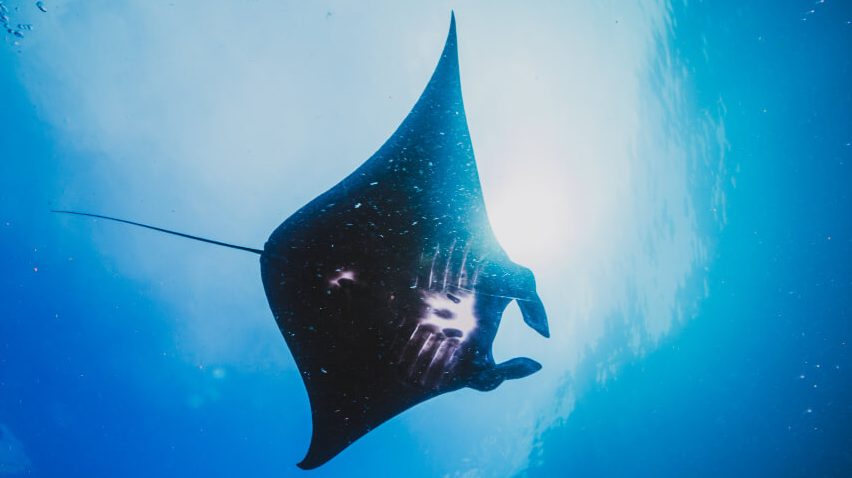 Aturan Ketat Penangkapan Ikan yang Dilindungi Agar Nelayan Tidak Terjaring Razia
