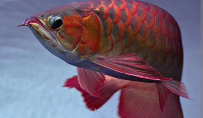 Blackout di Pontianak, 9 Ikan Arwana Mati, Pemilik Rugi Rp90 Juta