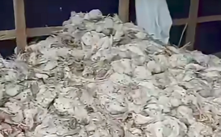 PLN Barabai Buka Suara soal 5.000 Ayam Mati Saat Listrik Padam, Pemilik Kandang Segera Dipanggil