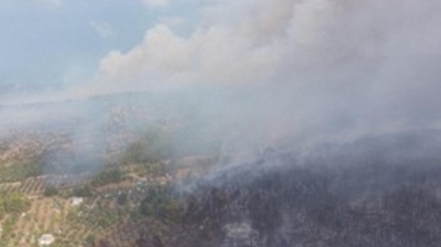 Kebakaran Hutan Italia Diduga Sengaja Dipicu dengan Kucing, Modus Keji Ini Bikin Geger