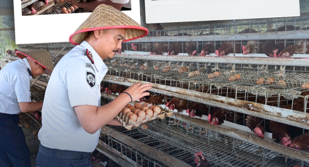 Dukung Ketahanan Pangan, Lapas Muara Tebo Panen Hasil Pembinaan Kemandirian Bidang Peternakan